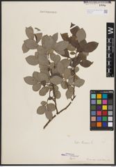 Foto von Salix caprea L.
